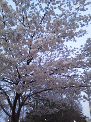 2015sakura.JPG