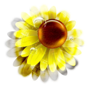 sunflower01.jpg